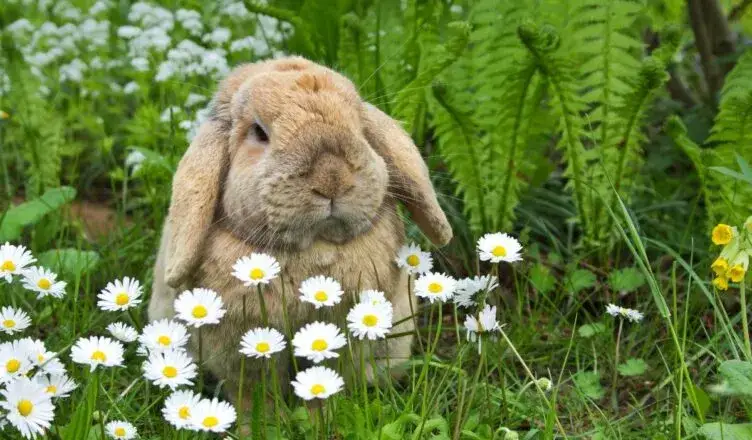 Długość życia królika: Jak zapewnić mu 15 lat szczęścia?
