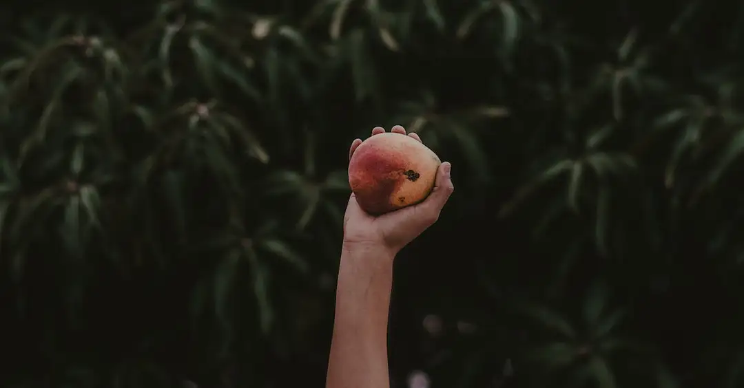  Mango - witaminy i właściwości zdrowotne tego pysznego owocu tropikalnego