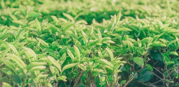 Herbaciany krzew - jak uprawiać i pielęgnować go w domowych warunkach