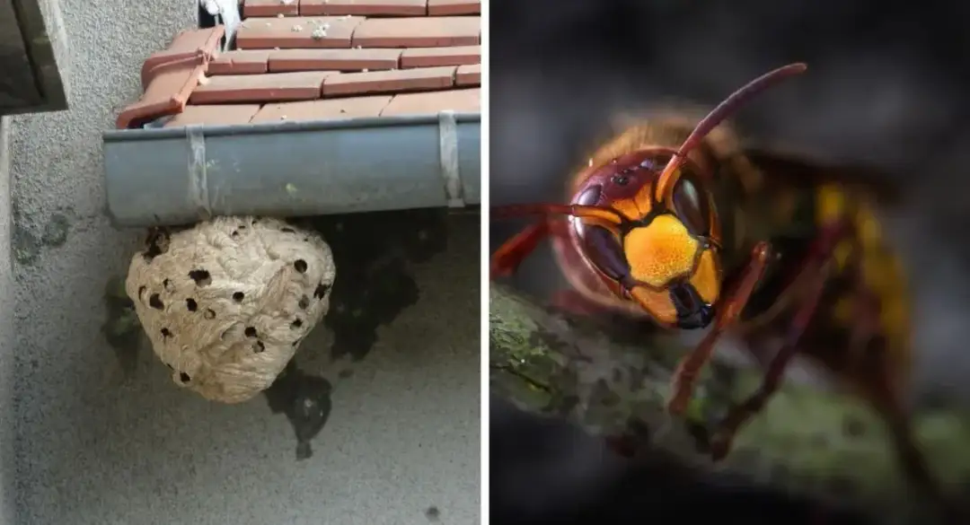 Gdzie zimuje szerszeń i jak uniknąć niebezpieczeństwa w okresie hibernacji