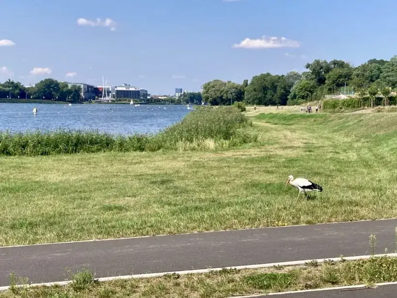 Najciekawsze atrakcje jeziora Maltańskiego w Poznaniu, które musisz zobaczyć