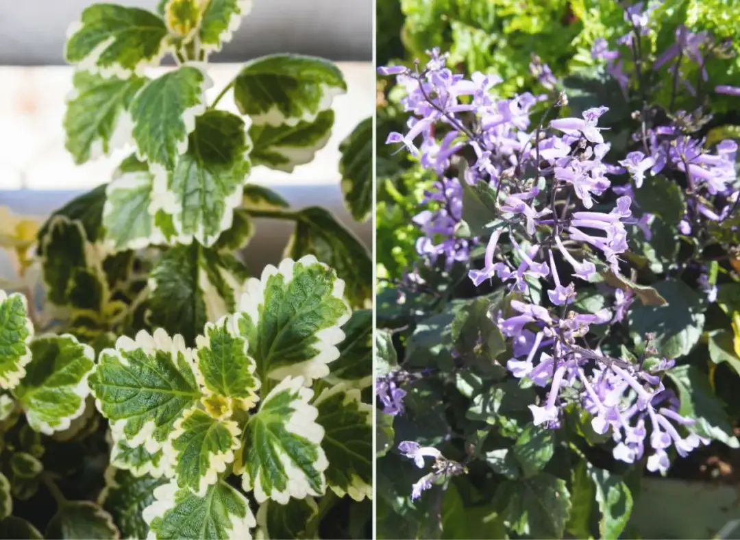 Jak kwitnie komarzyca i jak zadbać o jej piękne kwiaty