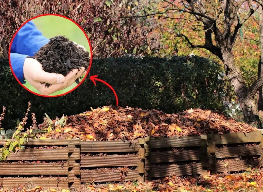 Czy liście z orzecha włoskiego nadają się na kompost? Oto najważniejsze informacje.