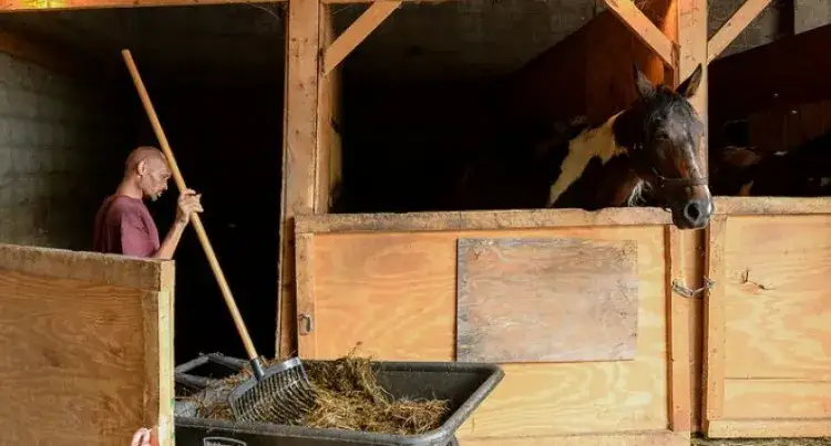 Praca w stadninie koni: jak znaleźć wymarzone zatrudnienie w stajni