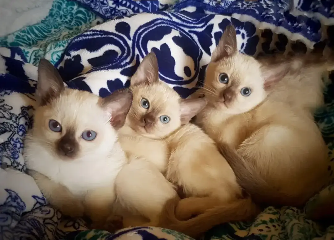 Hodowla kotów tonkijskich we Wrocławiu - gdzie znaleźć najlepsze oferty