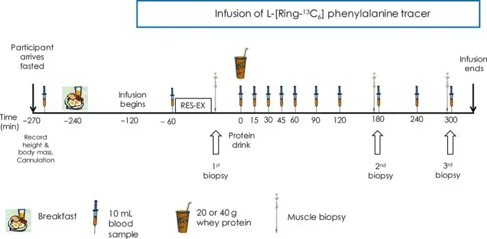 Ile białka po treningu? Precyzyjne dawki i koniec z mitami.