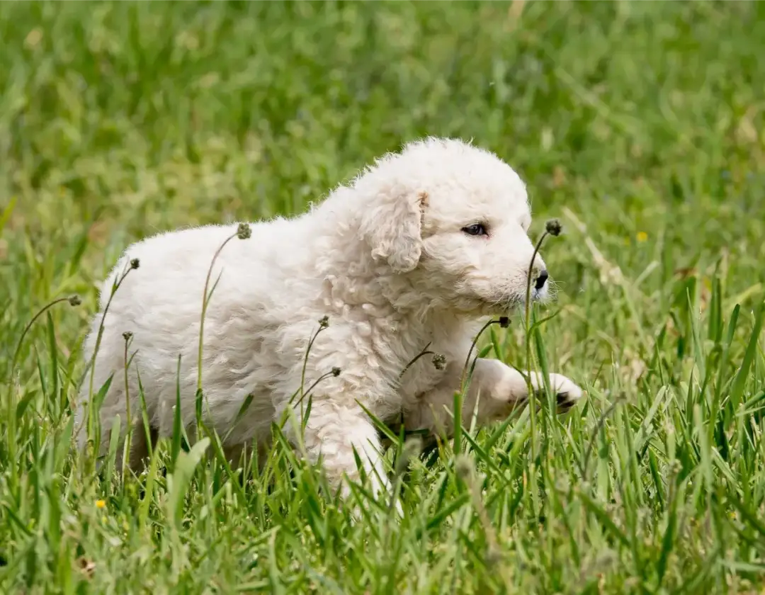 Najlepsza obroża dla owczarka podhalańskiego – uniknij błędów przy wyborze