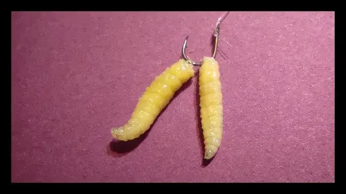 Zakładanie białego robaka: Sekrety żywej przynęty i brań