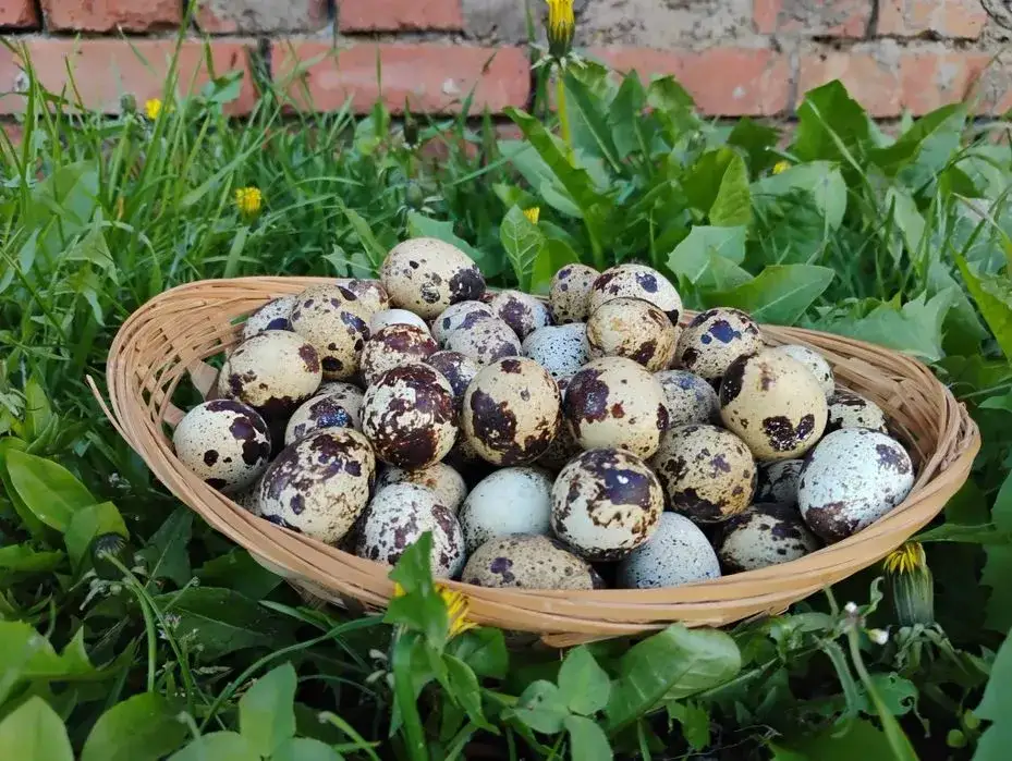 Najlepsze źródła drobiu w Kujawsko-Pomorskim – unikaj błędów przy zakupie