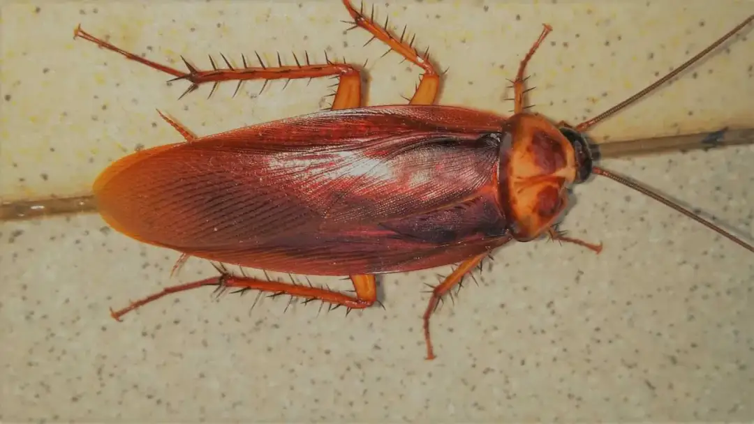 Skuteczne sposoby na wytępienie prusaków w bloku bez stresu