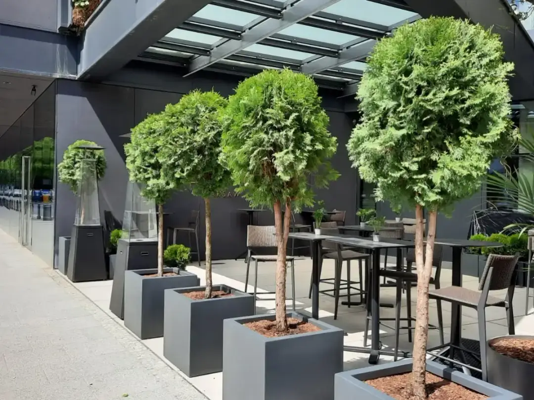 Drzewka w donicy: Jak wybrać i dbać, by przetrwały zimę?