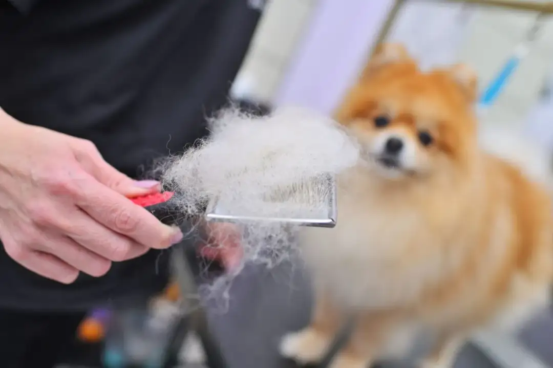 Pomeranian linieje? Jak zapanować nad sierścią psa?