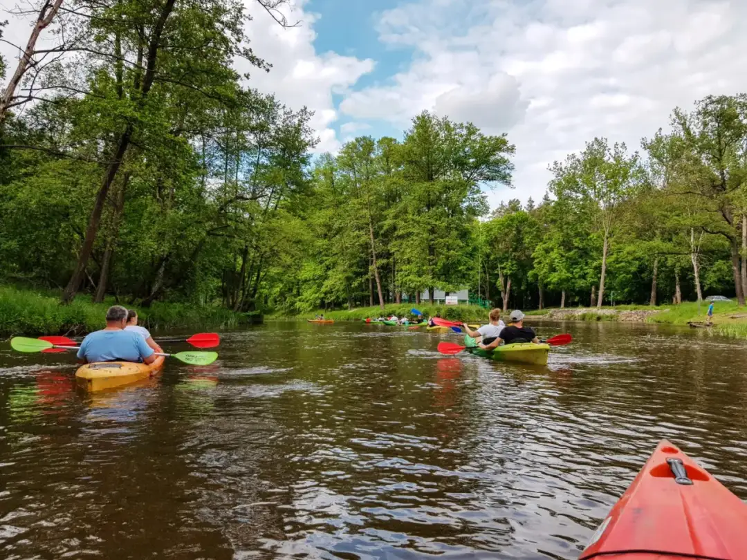 Grupa kajakarzy płynie rzeką otoczoną zielonymi drzewami w słoneczny dzień.