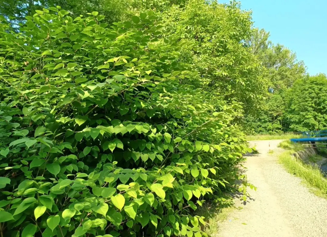 Jak skutecznie zwalczyć rdestowiec chwast i uniknąć problemów w ogrodzie