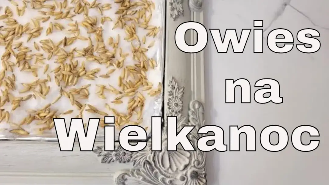 Kiedy siać owies na Wielkanoc, aby cieszyć się świeżymi zbiorami