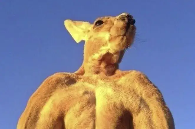 Czy kangury żyją w Afryce? Odkryj prawdę o ich siedliskach