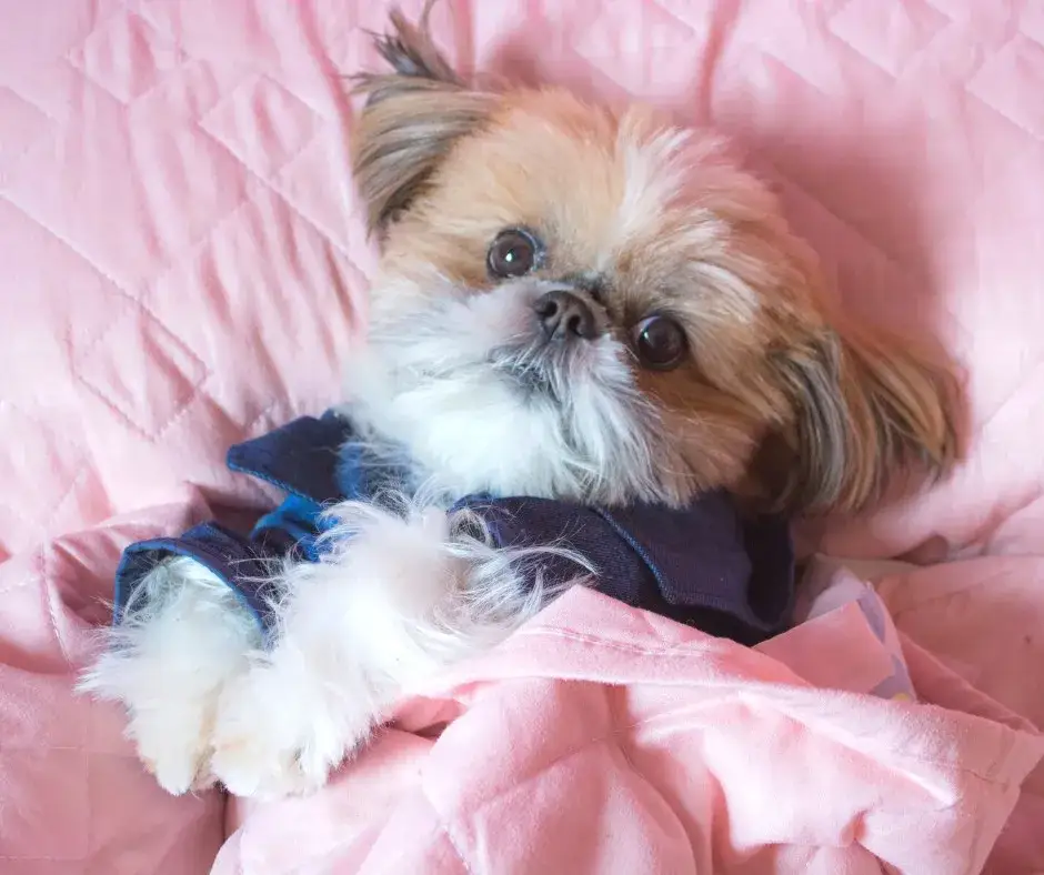 Shih Tzu sierść czy włosy – odkryj prawdę o ich pielęgnacji