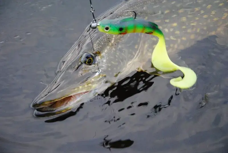 Przynęta żaba – skuteczne metody i najlepsze modele na ryby