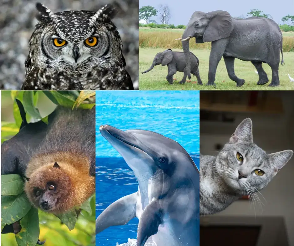 Zwierzęta słyszące ultradźwięki: jak echolokacja zmienia ich życie