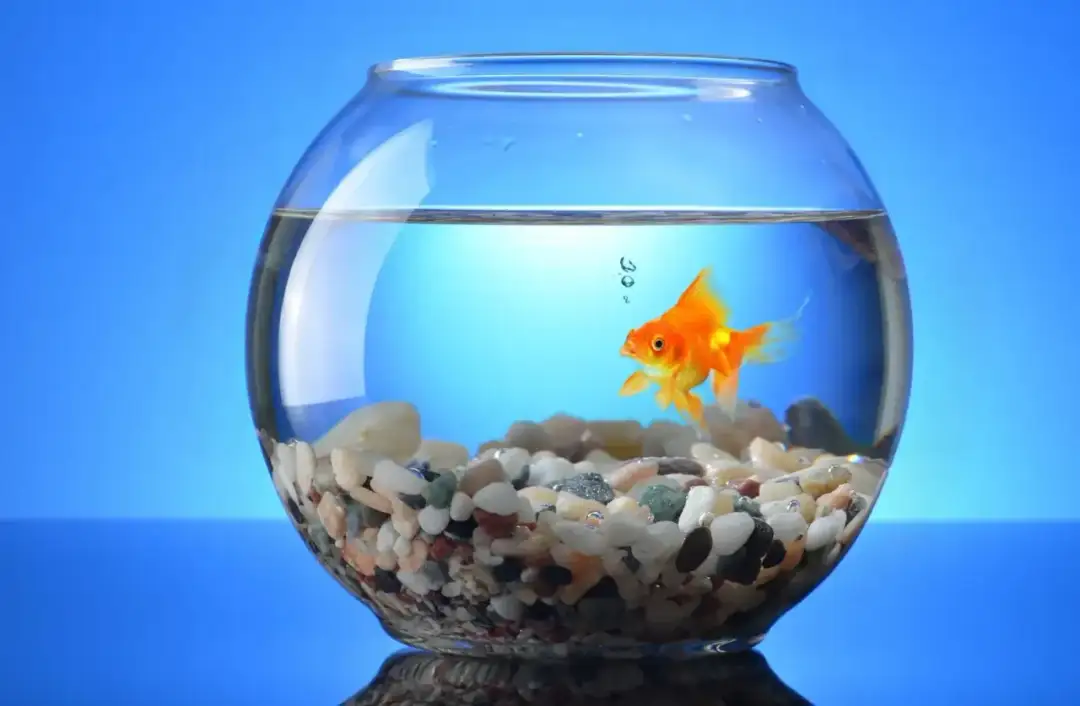 Jak dbać o rybkę w kuli, aby uniknąć jej chorób i stresu