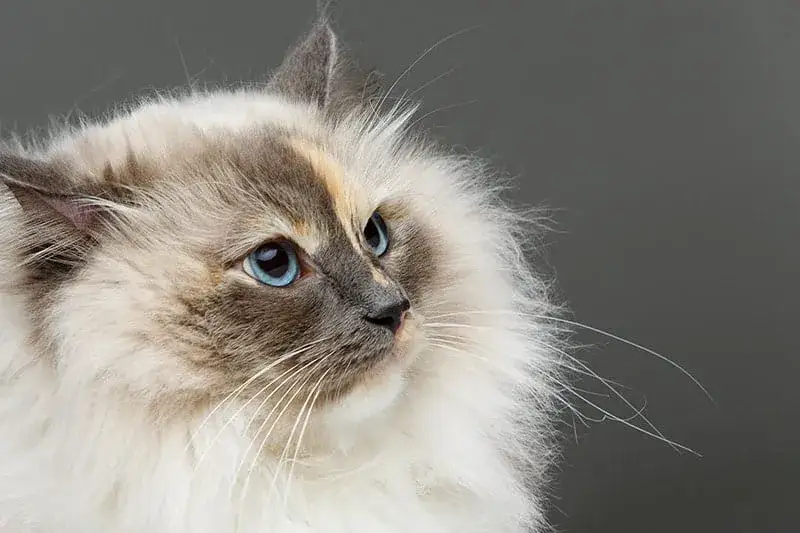 Dlaczego kotu wypada sierść? Przyczyny i możliwe rozwiązania