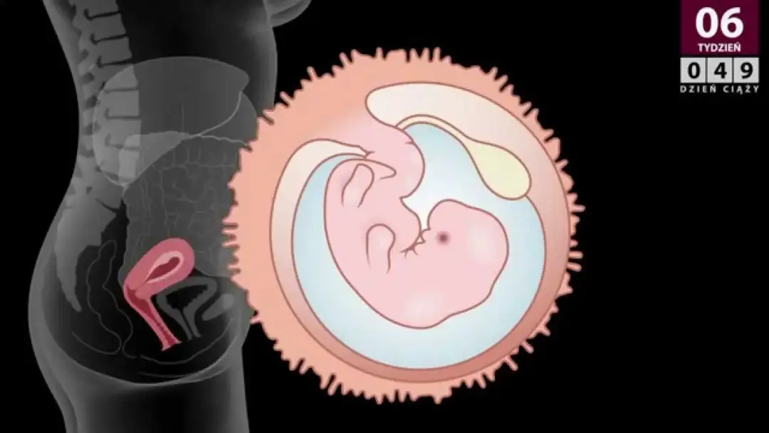 Ciąża 6 tydzień objawy: co możesz czuć i jak sobie z tym radzić