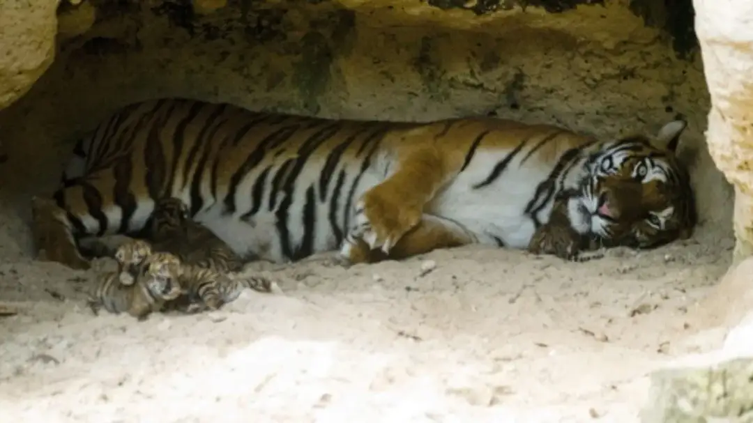 Czy tygrysy są zagrożone wyginięciem? Aktualny status i jak je chronić