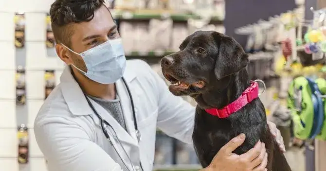Jak skutecznie leczyć łupież u psa? Sprawdzone metody i porady