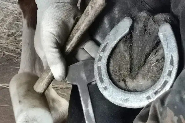 Jak się nazywają gwoździe do podków i dlaczego są tak ważne?