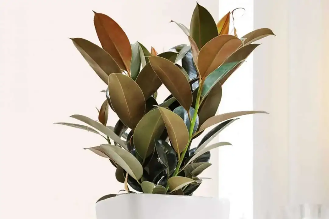 Lśniące liście roślin: bezpieczne domowe sposoby na połysk