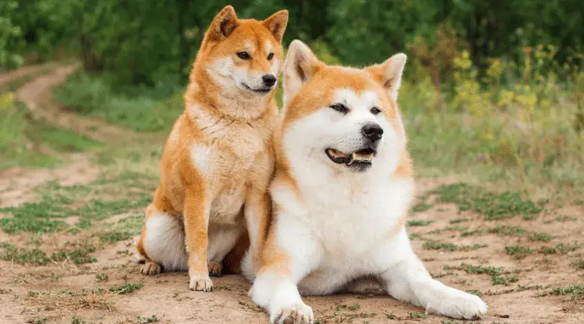 Akita czy Shiba? Porównanie ras, które pomoże Ci wybrać psa