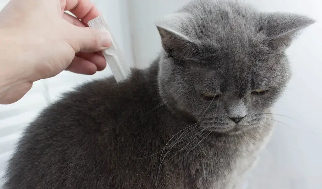 Jak zabezpieczyć kota przed kleszczami? Kompleksowy przewodnik