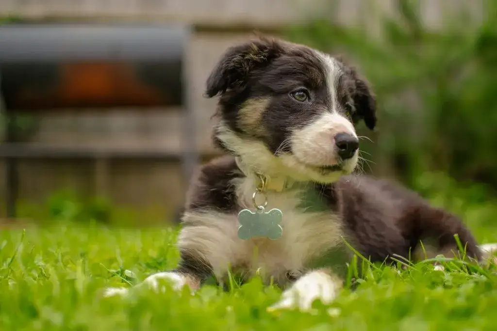 Co powinien umieć 4 miesięczny szczeniak, aby uniknąć problemów w przyszłości