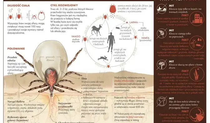 Czy kleszcz fruwa? Odkryj prawdę o tych pajęczakach