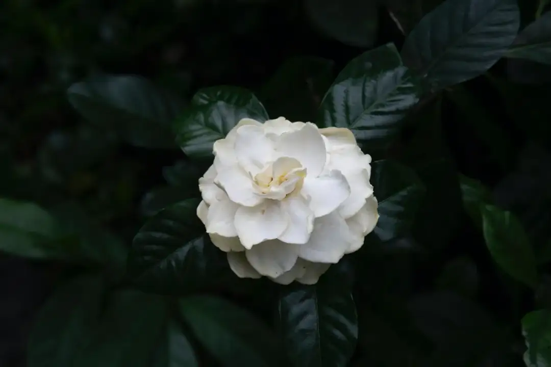 Dama kameliowa streszczenie: Klucz do zrozumienia miłości i poświęcenia