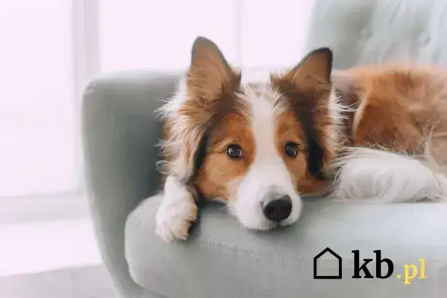 Koszt hotelu dla psa: Ile zapłacisz za dobę? Cennik i porady.