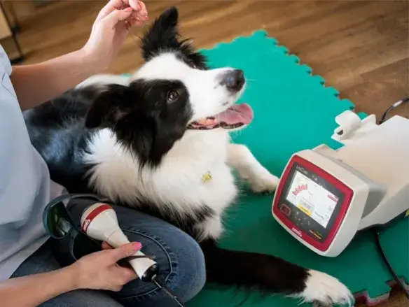 Ile zarabia fizjoterapeuta zwierząt? Zaskakujące różnice w wynagrodzeniach