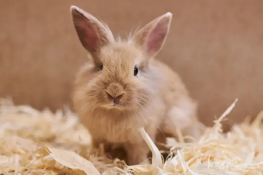 Kichający królik: Kiedy to tylko kurz, a kiedy sygnał alarmowy?