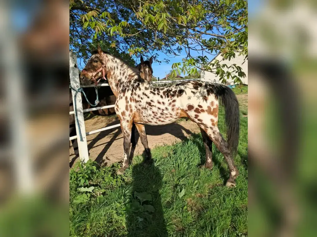 Tarantowaty czy srokaty? Rozwiąż zagadkę "konia w plamy"!