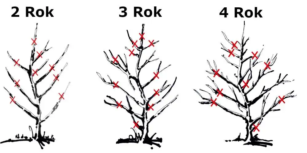 Jak przycinać grusze? Klucz do zdrowych drzew i obfitych plonów