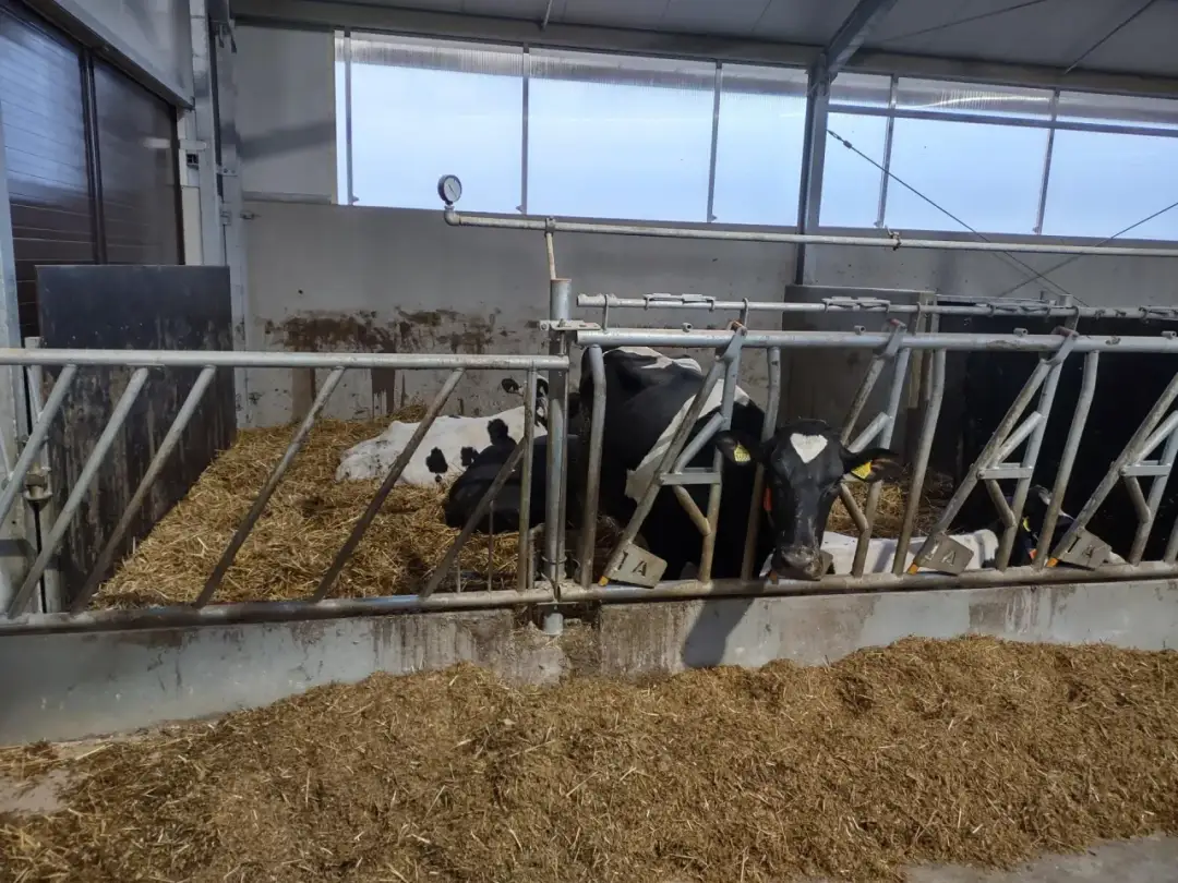 Ile kosztuje budowa obory na 30 sztuk bydła? Sprawdź, co wpływa na ceny