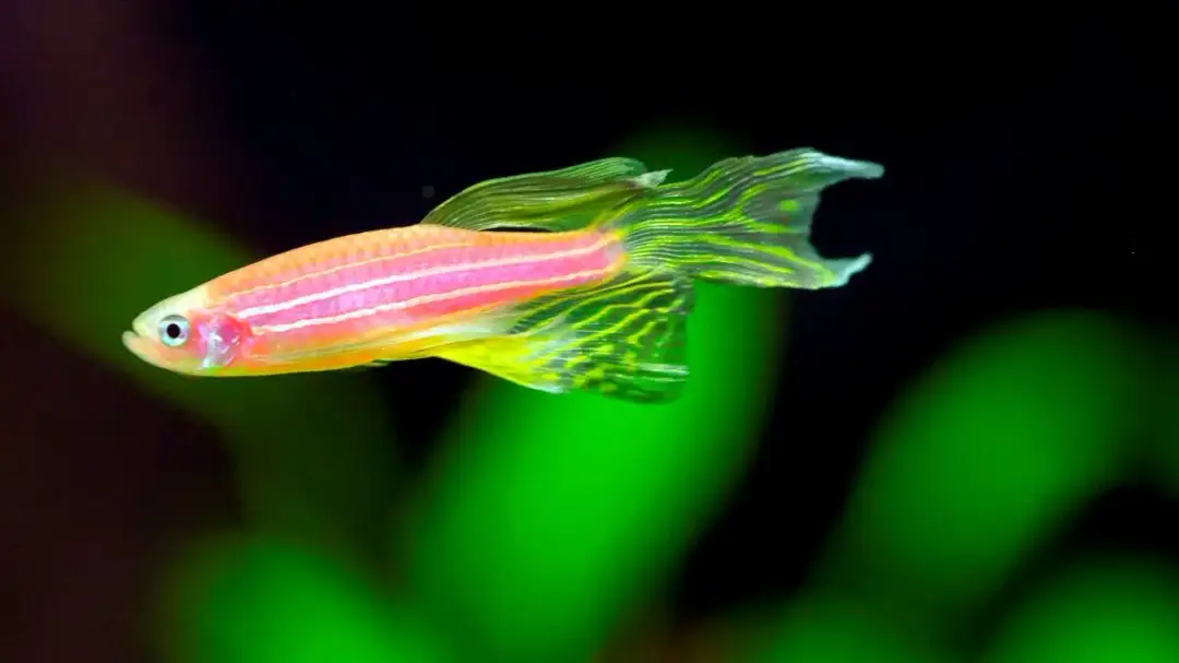 Ile żyją rybki danio? Kluczowe czynniki wpływające na ich długość życia