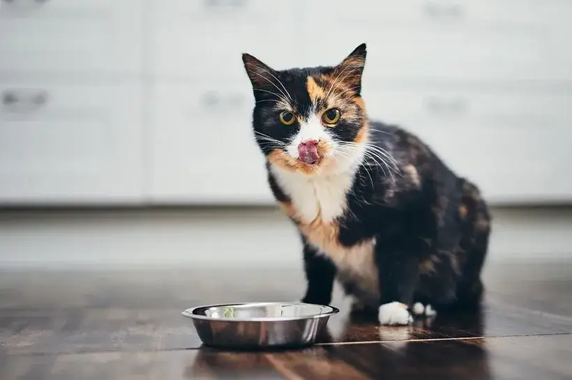 Dlaczego kotek nie chce jeść? Oto najczęstsze przyczyny i rozwiązania