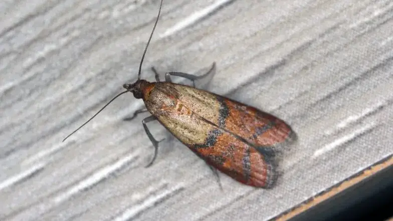 Czy mole mogą być w przyprawach? Jak ich unikać i rozpoznać?