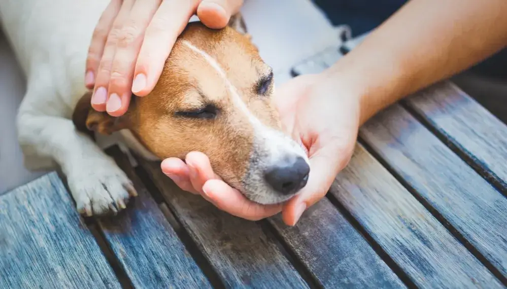 Objawy śmierci psa ze starości – jak je rozpoznać i co robić