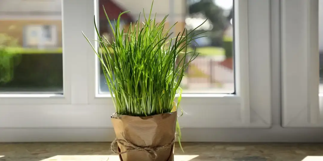 Jak posadzić szczypiorek, aby uniknąć najczęstszych błędów