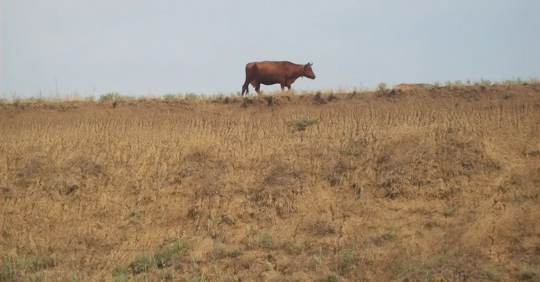 Jakie są koszty prowadzenia spółki z ograniczoną odpowiedzialnością zajmującej się prowadzeniem zoo?