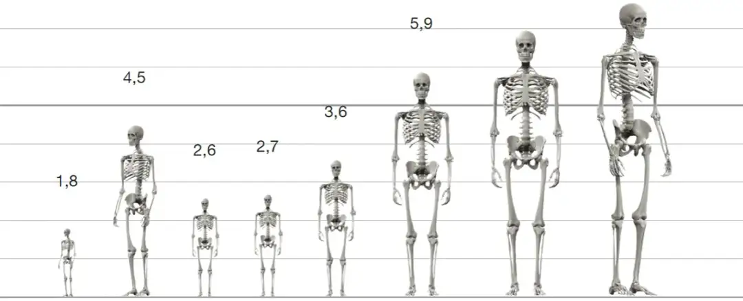 Ile wzrostu mieli ludzie w średniowieczu? Zaskakujące różnice społeczne