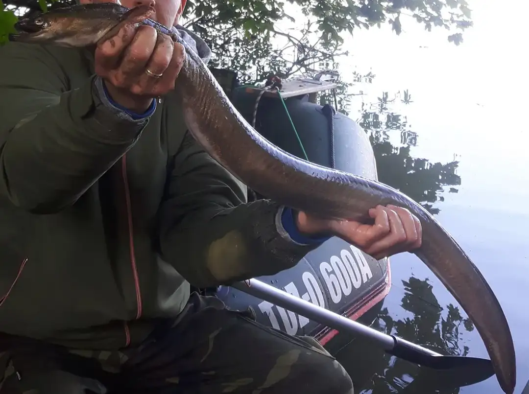 Rekord węgorza w Polsce – zaskakujące osiągnięcia i kontrowersje