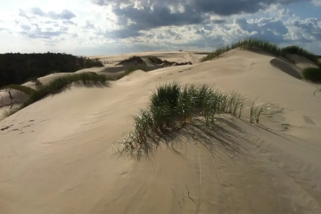 Piasek i trawa na wydmach, pokazujące, jak powstają wydmy. Wiatr kształtuje krajobraz, tworząc pofałdowane wzgórza.